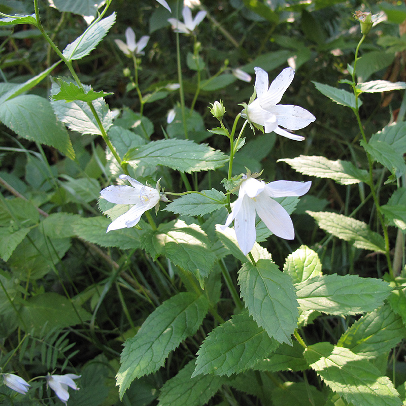 Image of Gadellia lactiflora specimen.