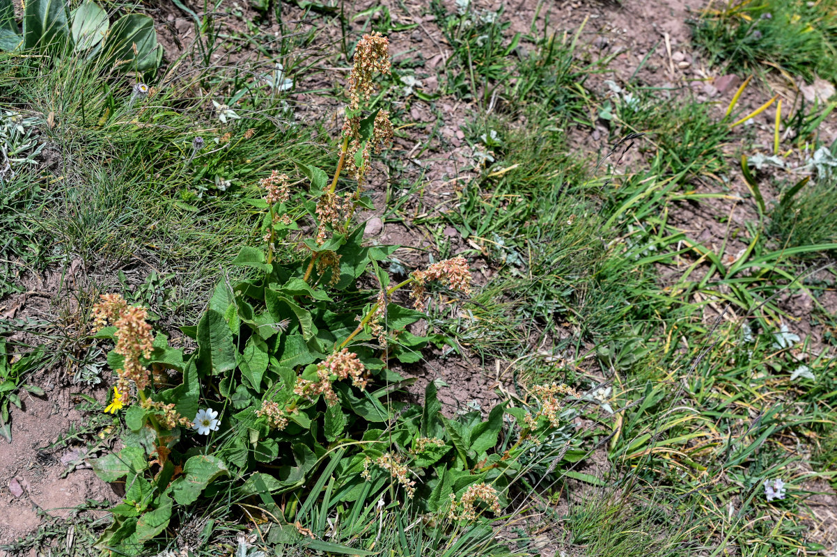 Изображение особи Aconogonon songaricum.