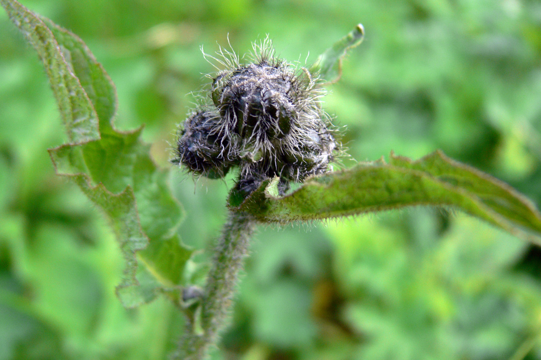 Изображение особи Crepis sibirica.