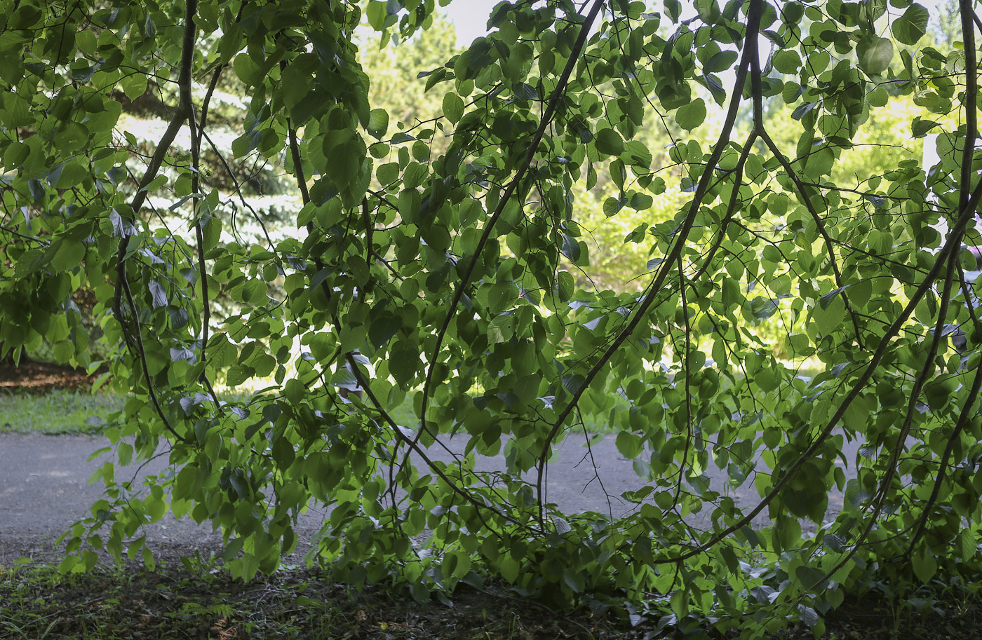 Image of genus Tilia specimen.