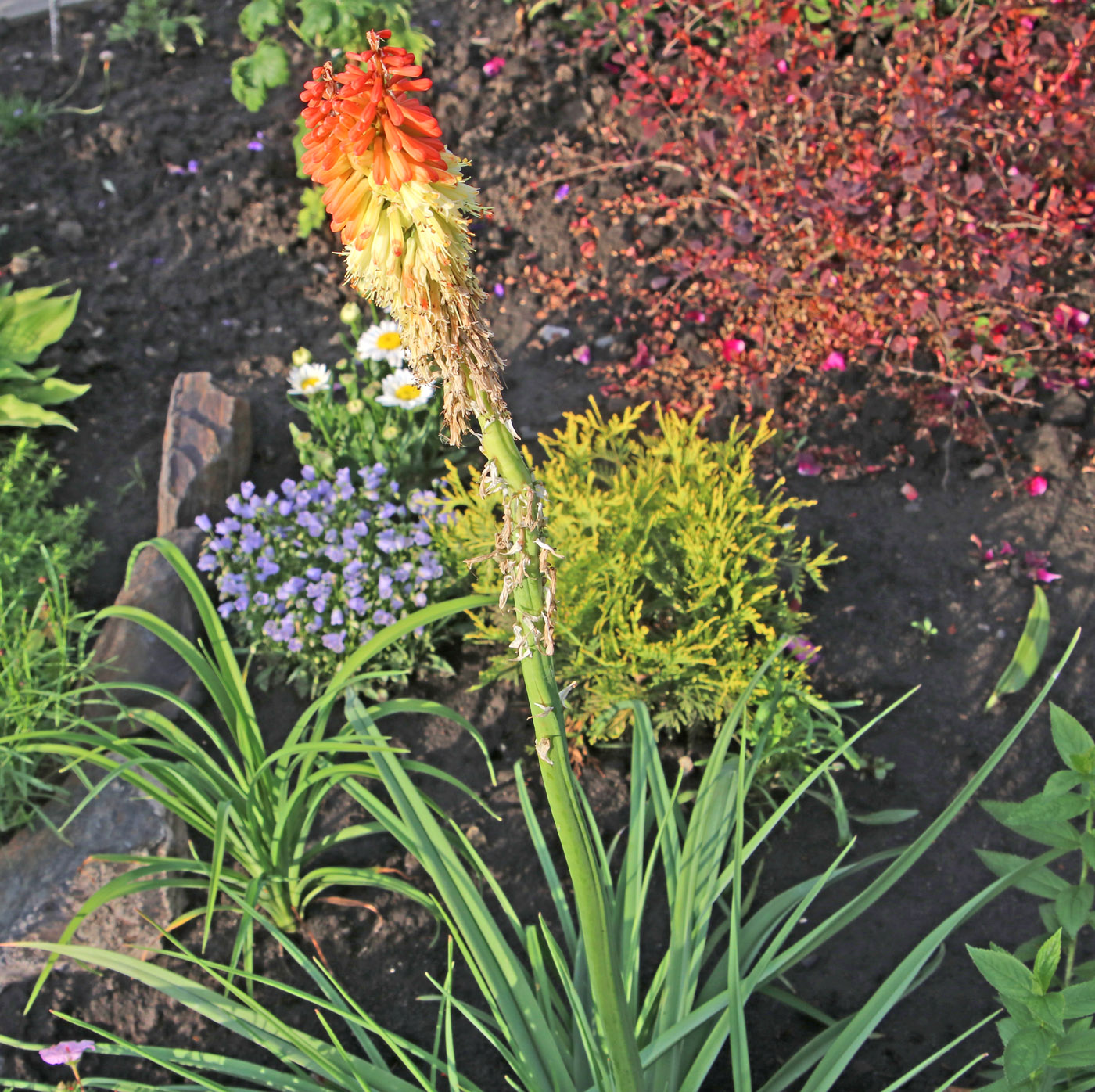 Image of Kniphofia uvaria specimen.