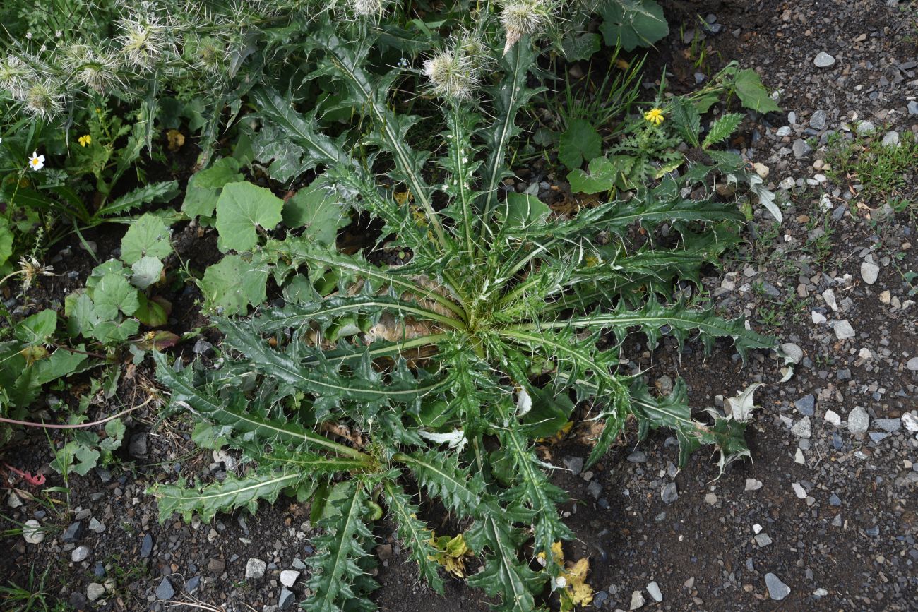 Image of Cirsium echinus specimen.