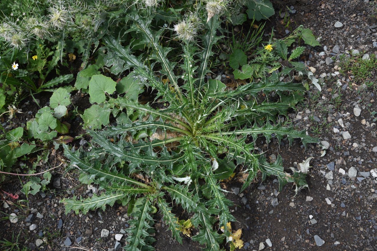 Изображение особи Cirsium echinus.