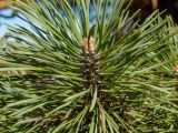 genus Pinus. Верхушка побега. Тверская обл., Кимрский р-н, дер. Нутромо, между частными приусадебными участками. 06.04.2023.