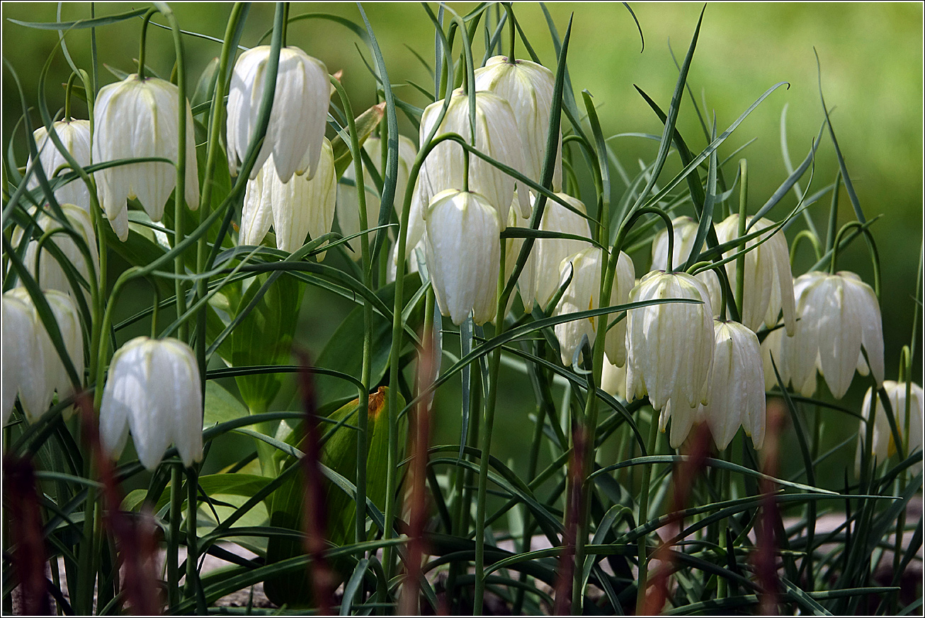 Image of Fritillaria meleagris specimen.