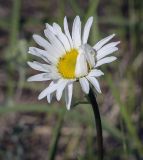 Leucanthemum vulgare. Соцветие-корзинка. Пермский край, г. Пермь, Кировский р-н, залежь на месте садовых участков. 09.06.2023.