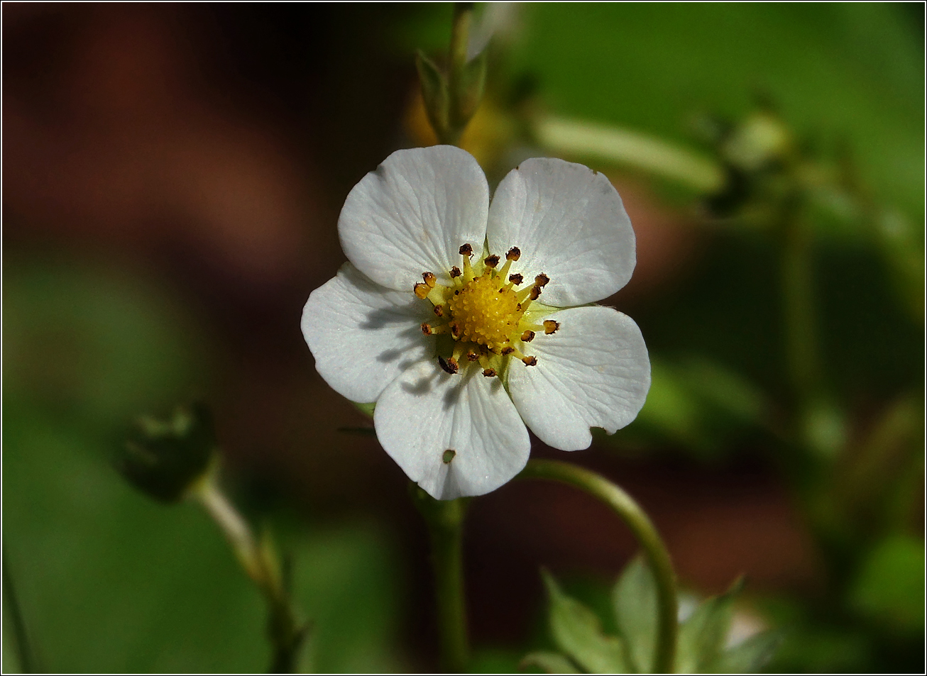 Image of Fragaria vesca specimen.