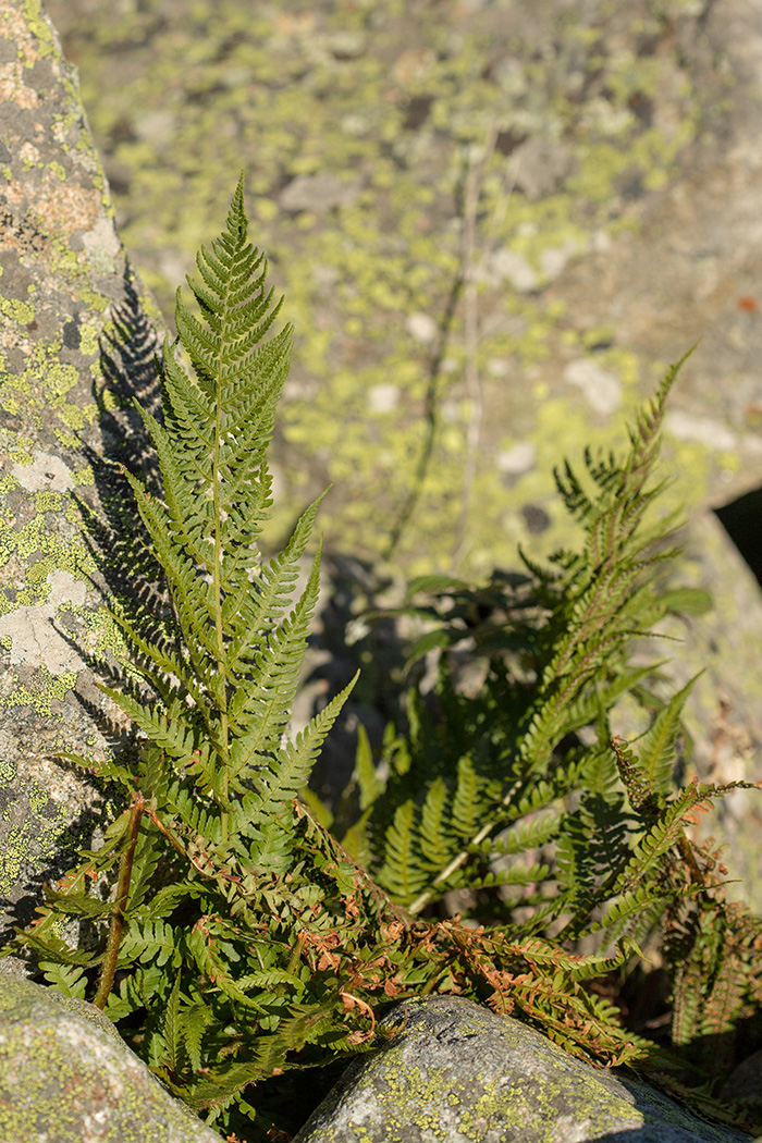 Image of Athyrium distentifolium specimen.