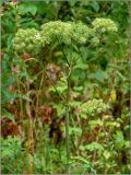 Angelica sylvestris. Верхушка побега с соцветием. Тверская обл., Ржевский р-н, р. Волга, окр. переката Рождественский. 2 августа 2010 г.