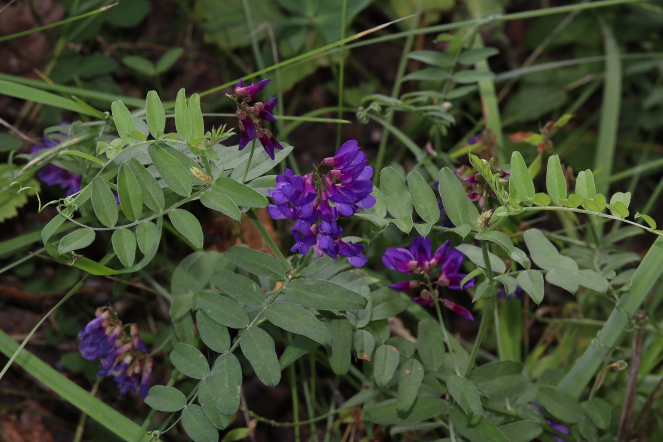 Image of Vicia amoena specimen.