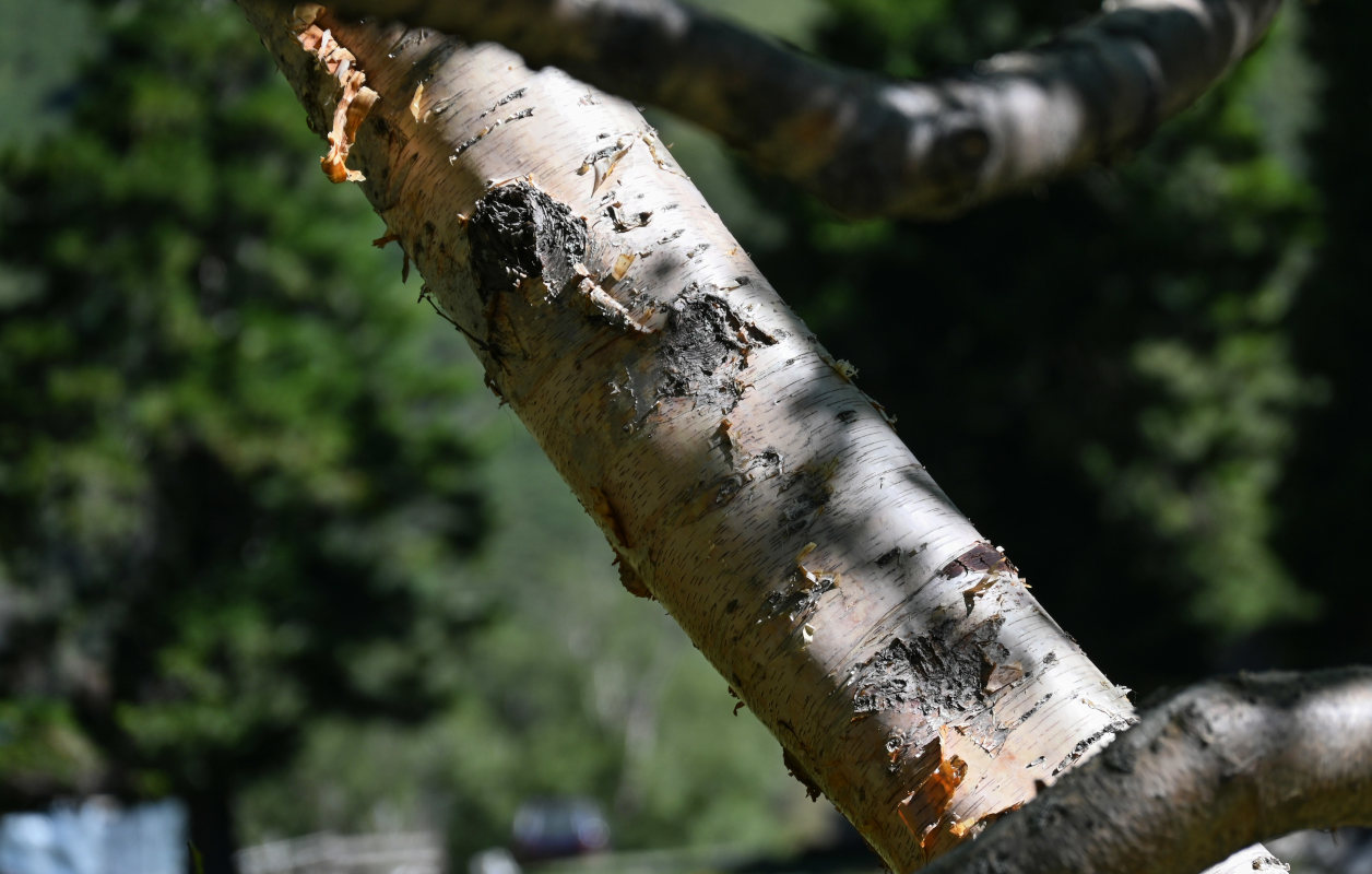 Image of genus Betula specimen.