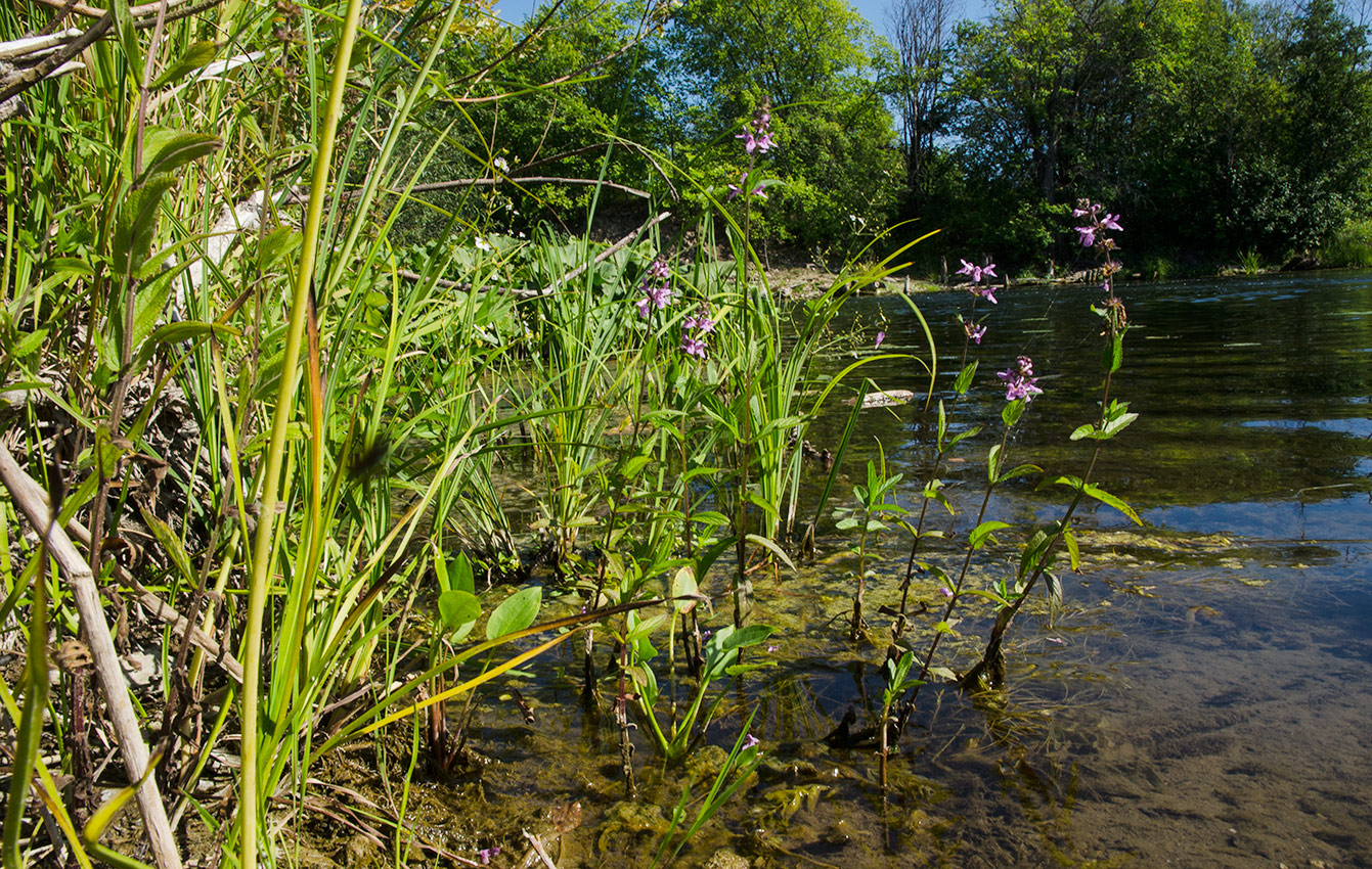 Image of Stachys palustris specimen.