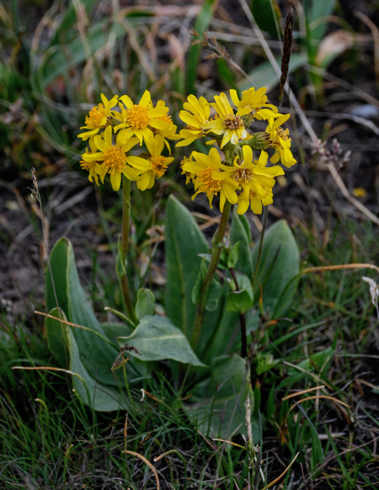 Image of Ligularia alpigena specimen.