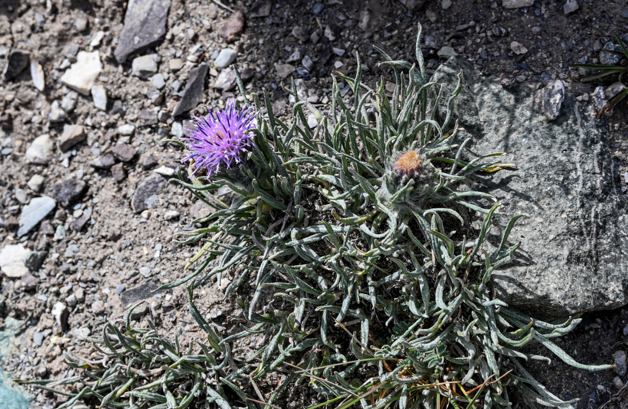 Image of Saussurea leucophylla specimen.