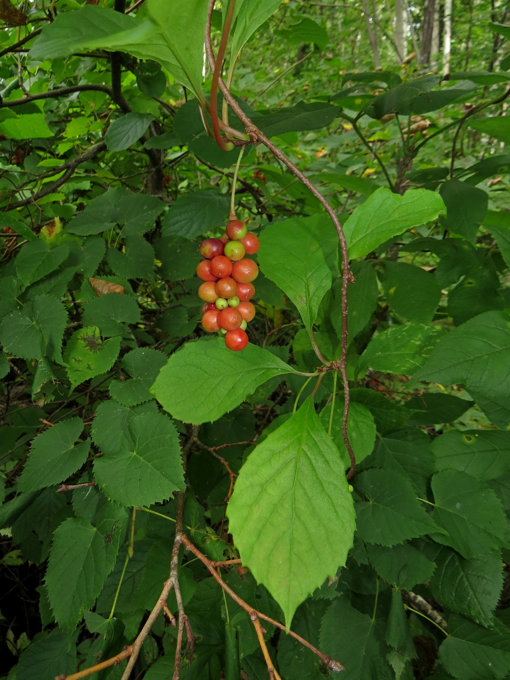 Изображение особи Schisandra chinensis.