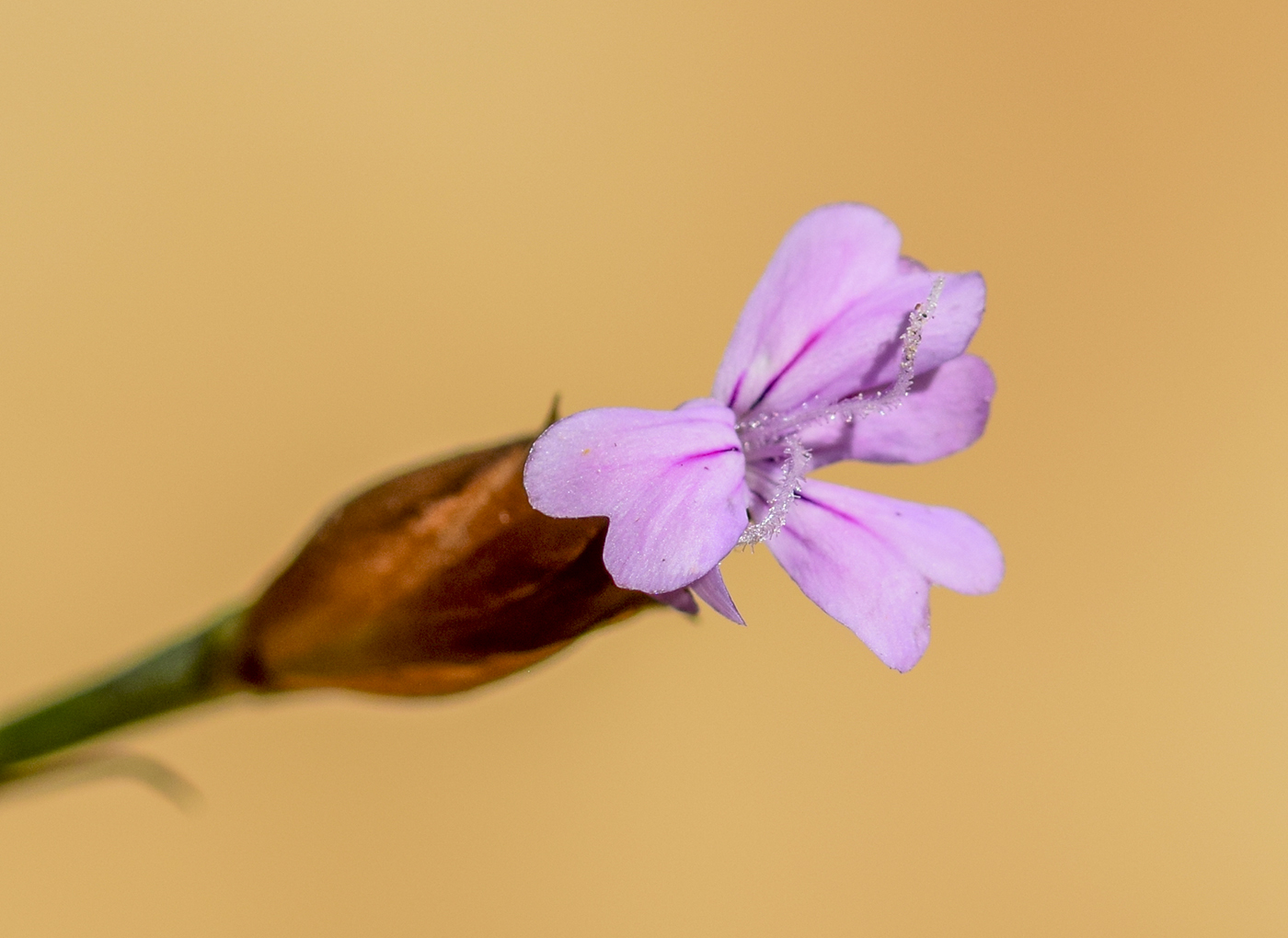 Изображение особи Petrorhagia prolifera.