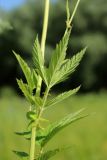 Filipendula ulmaria ssp. denudata