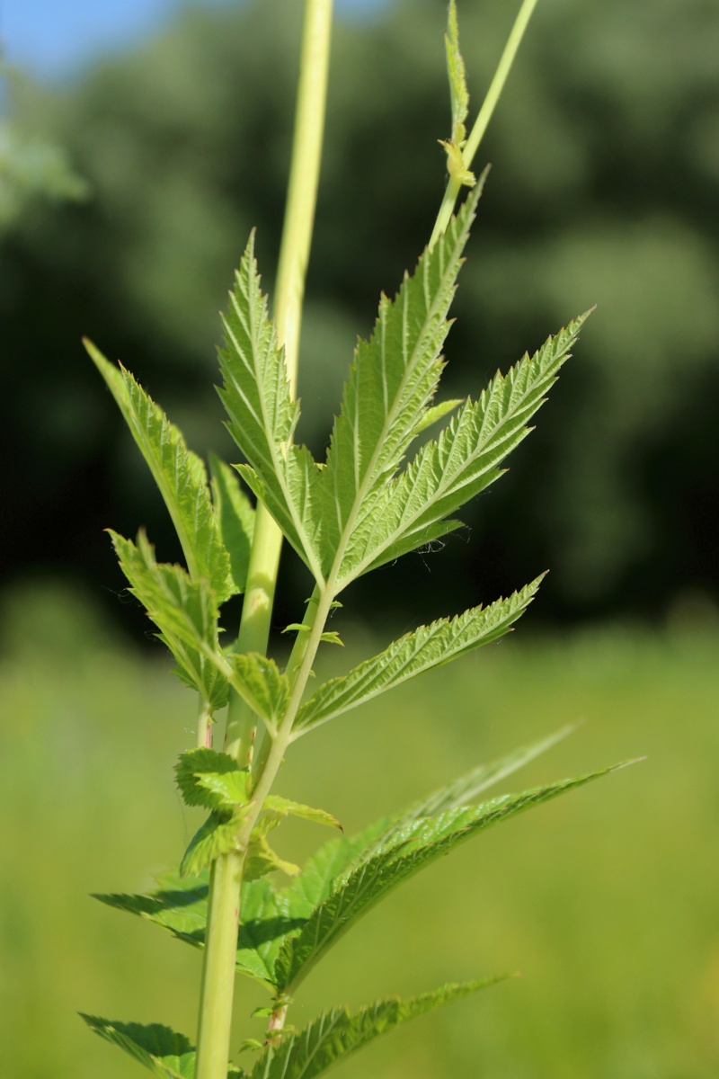 Изображение особи Filipendula ulmaria ssp. denudata.