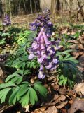 Смотреть изображение Corydalis solida