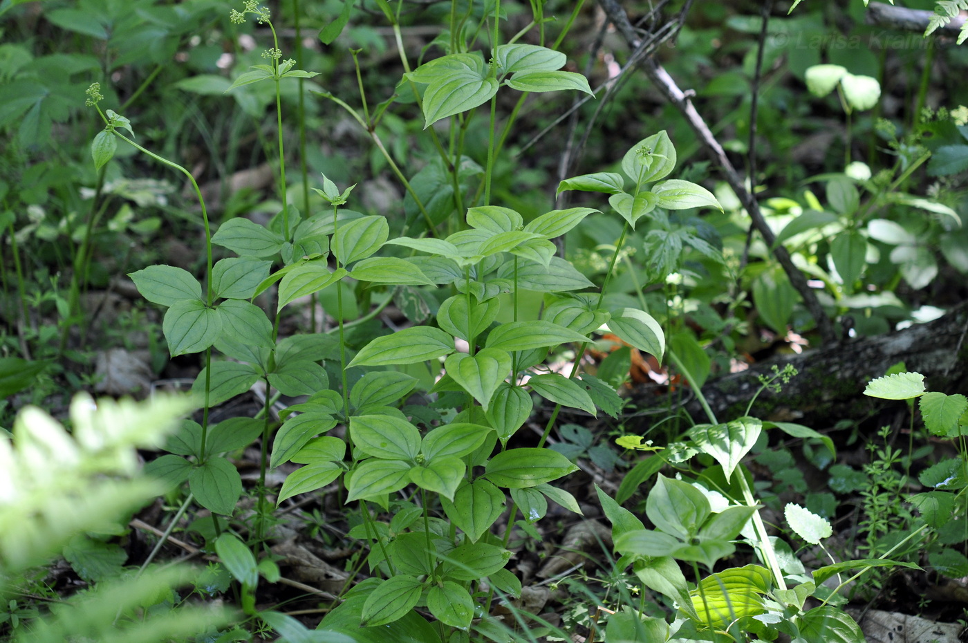 Image of Rubia chinensis specimen.