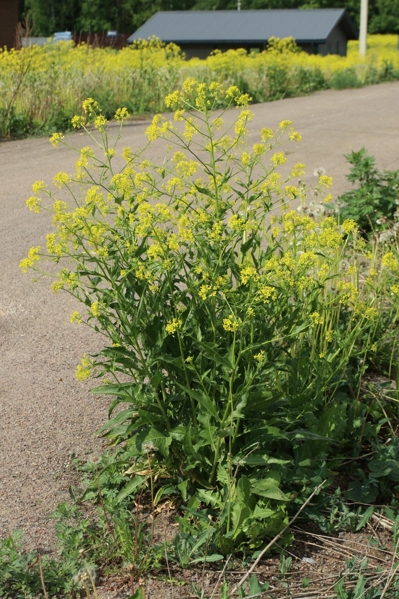 Image of Bunias orientalis specimen.