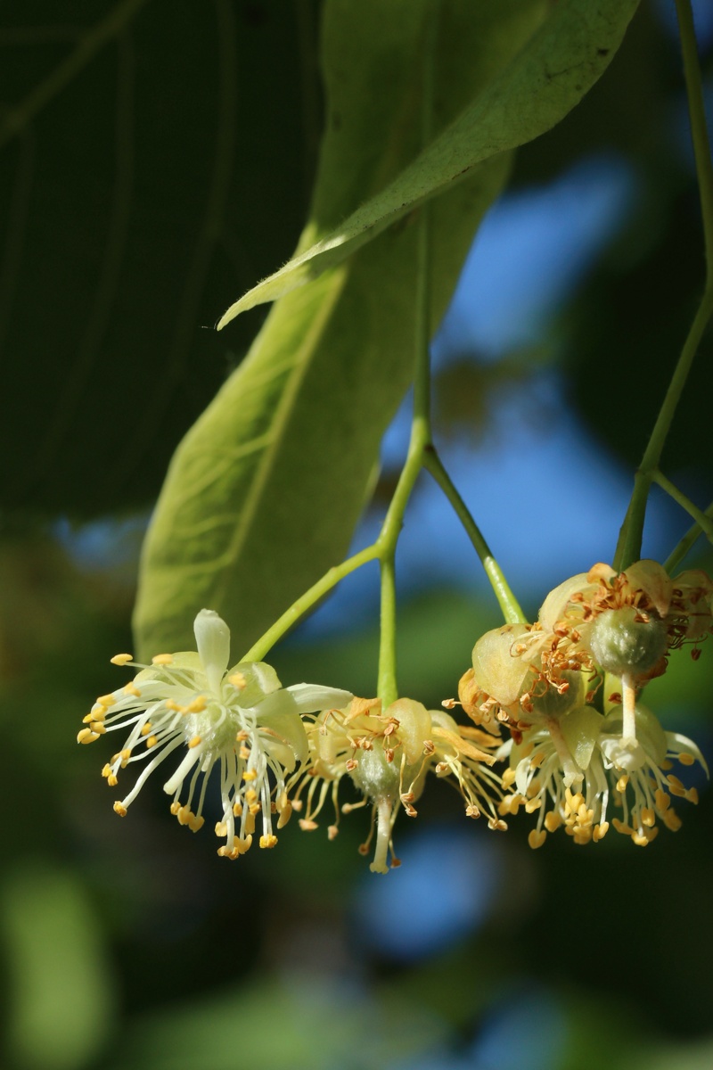 Image of genus Tilia specimen.