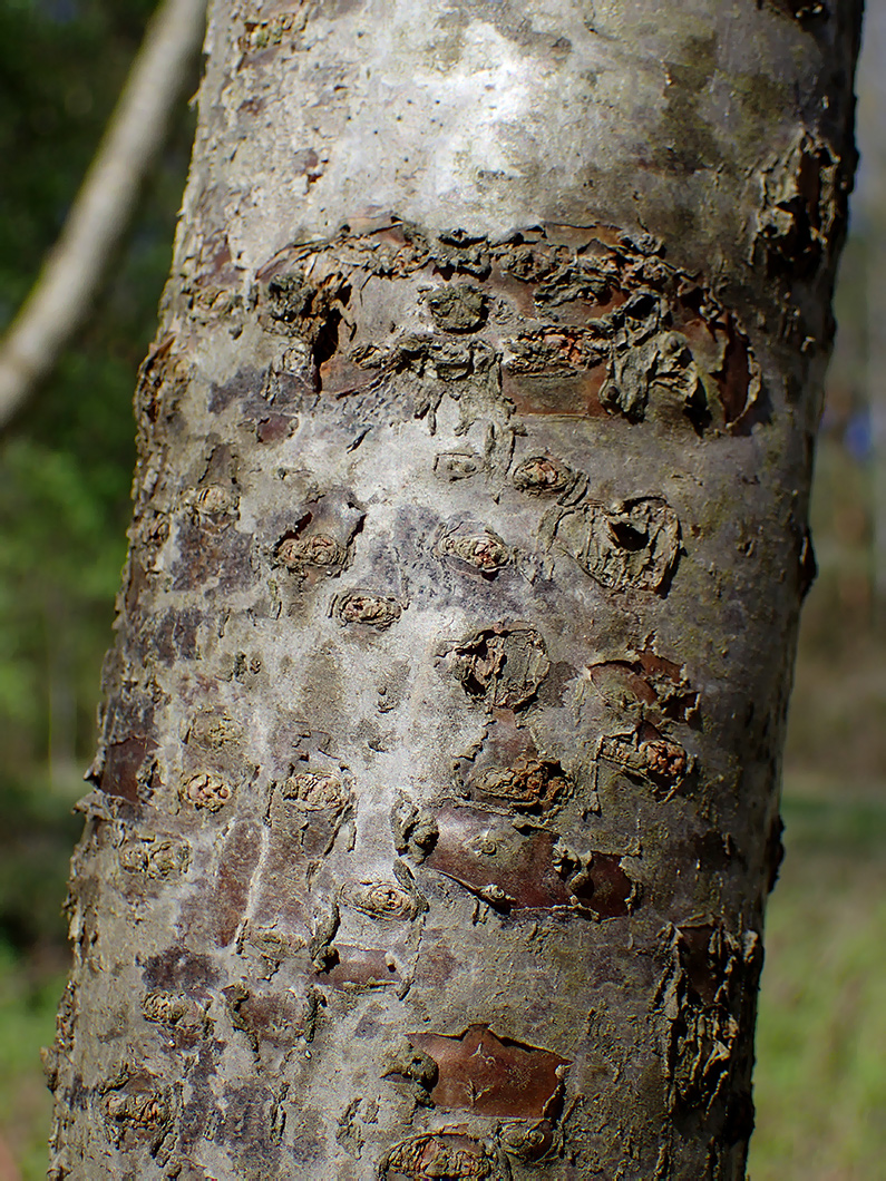 Image of Rhus typhina specimen.