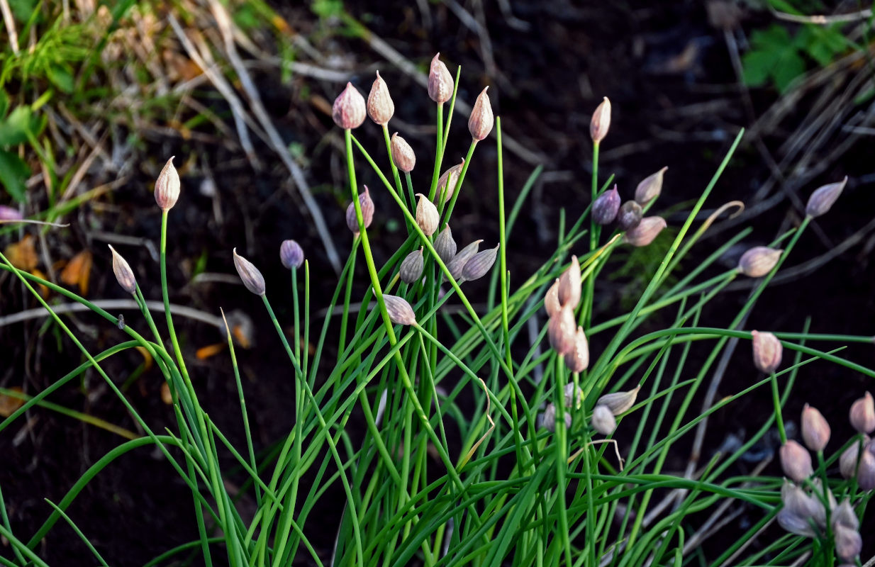 Изображение особи Allium schoenoprasum.