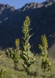 Veratrum lobelianum. Цветущие растения. Кавказ, Кабардино-Балкария, Зольский р-н, сев. склон Эльбруса, правый борт долины р.Кызыл-кол, альпийский луг, около 2550 м н.у.м. 15.07.2024.