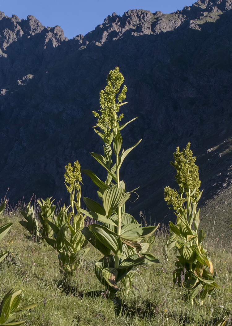 Изображение особи Veratrum lobelianum.