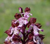 Orchis purpurea