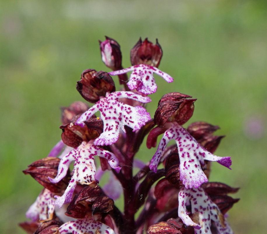 Image of Orchis purpurea specimen.