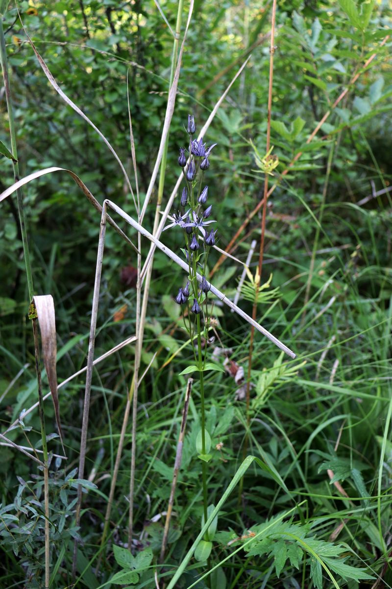 Image of Swertia perennis specimen.