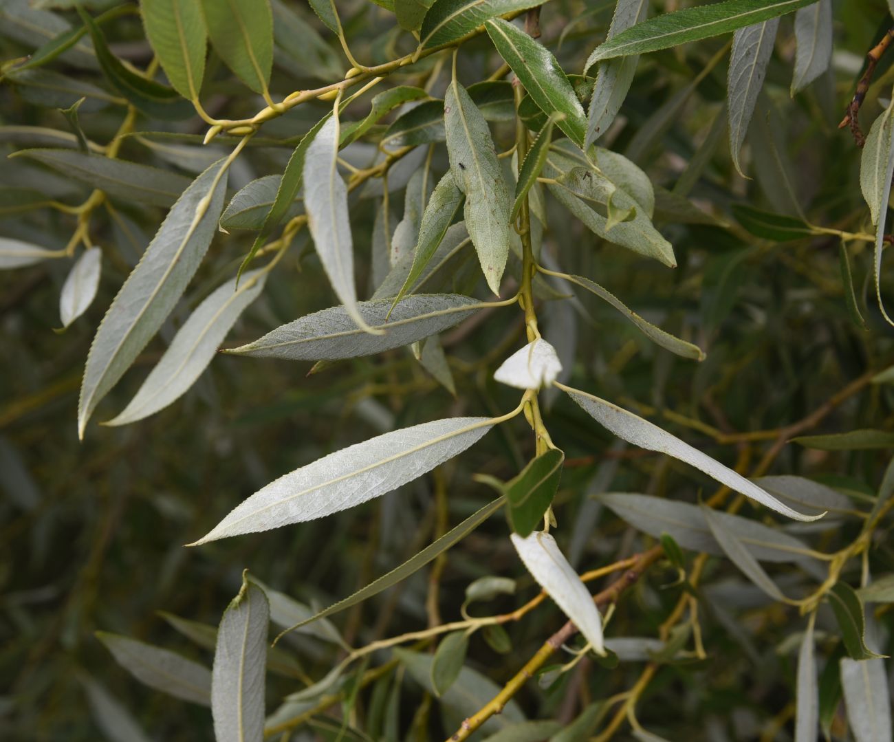 Image of genus Salix specimen.