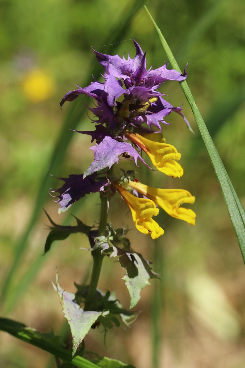 Image of Melampyrum nemorosum specimen.