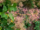 Cotinus coggygria. Верхушка побега с соплодием. Крым, Южный Берег, окр. пос. Сотера, обочина трассы Р29. 26.05.2024.