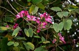 Bauhinia variegata. Верхушка ветви с цветками и бутонами. Китай, Гуанси-Чжуанский автономный р-н, г. Яншо, в культуре. 31.05.2024.