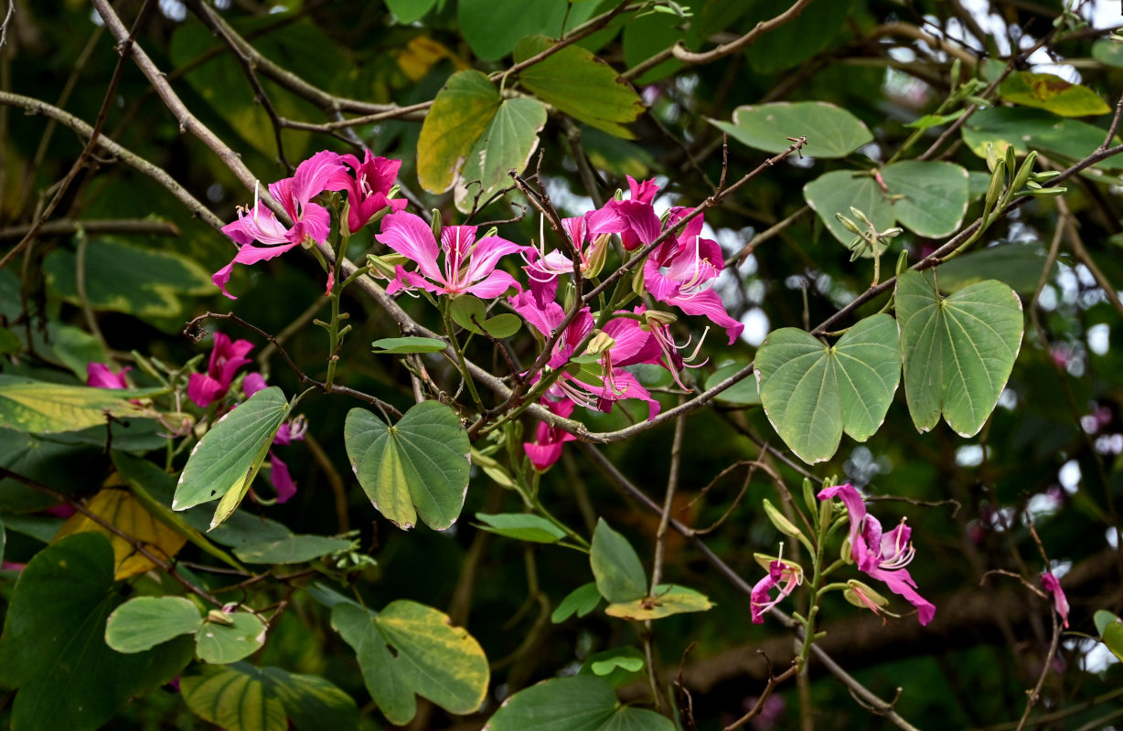 Image of Bauhinia variegata specimen.