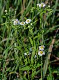 Erigeron annuus