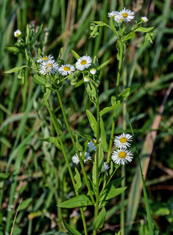 Image of Erigeron annuus specimen.