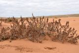 Xanthium orientale