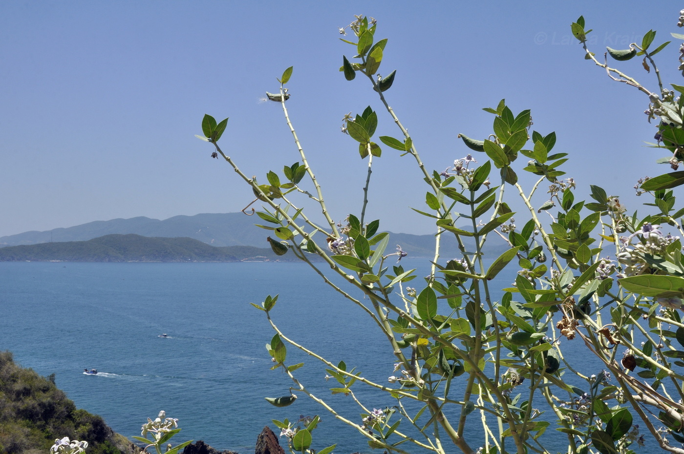 Image of Calotropis gigantea specimen.