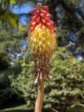 Kniphofia uvaria. Верхушка побега с соцветием. Крым, Южный Берег, городской округ Ялта, Массандровский парк. 29.05.2024.