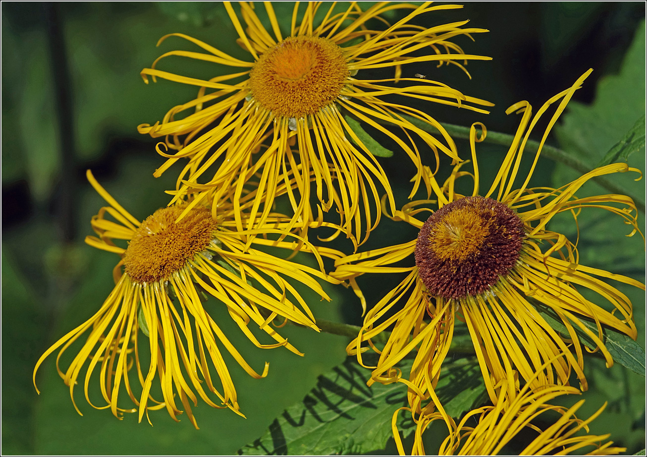 Image of Telekia speciosa specimen.