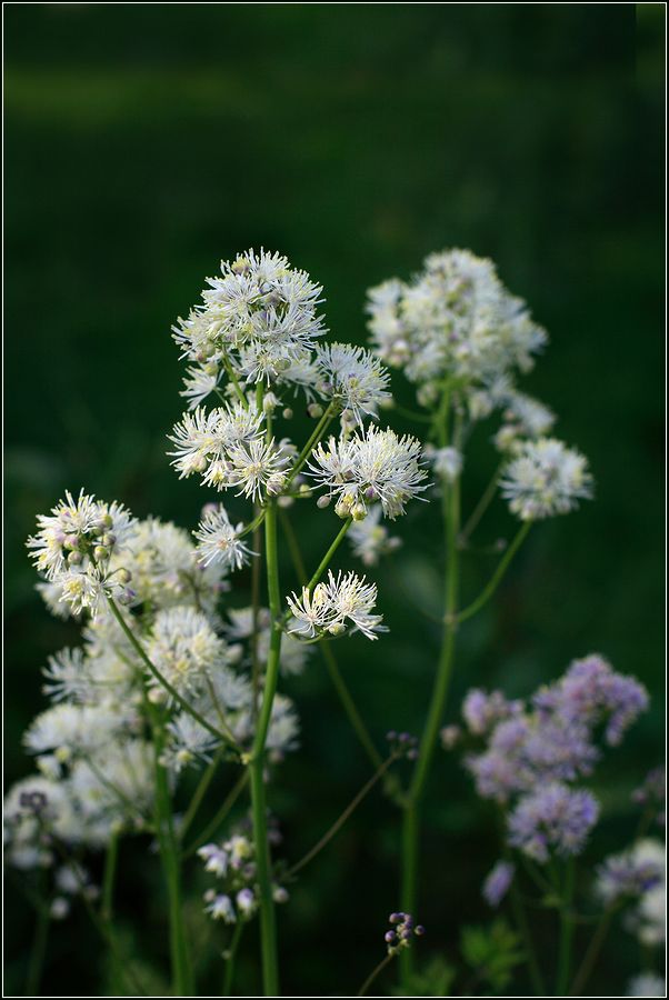 Image of Thalictrum aquilegiifolium specimen.