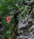 genus Papaver