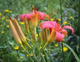 Hemerocallis × hybrida. Цветок и бутоны. Пермский край, г. Пермь, Кировский р-н, клумба. 03.08.2024.