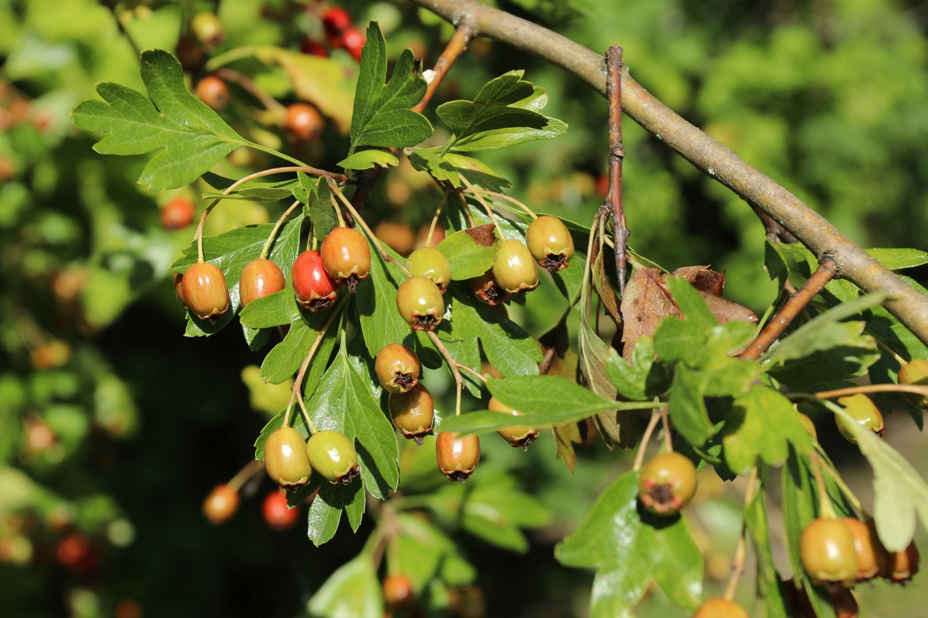 Image of Crataegus monogyna specimen.