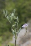 View full-size image Lens orientalis
