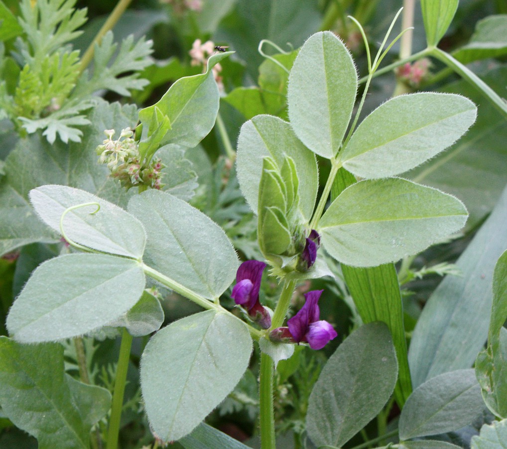 Image of Vicia narbonensis specimen.